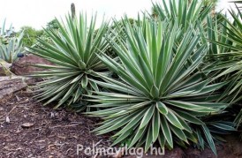 Agave Marginata_01